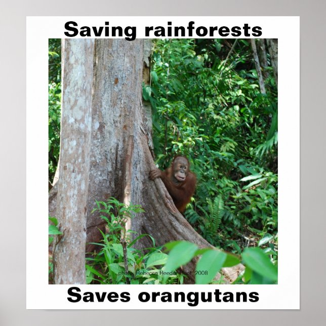 Póster Verde para Florestas Tropicais e Orangutanos (Frente)