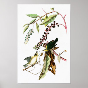 Póster Verme comendo Warbler John Audubon Birds da Améric