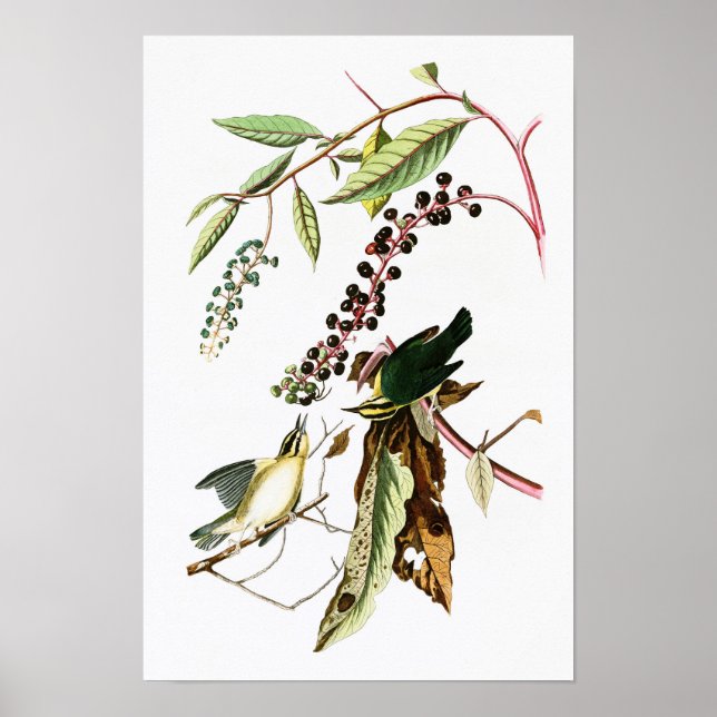 Póster Verme comendo Warbler John Audubon Birds da Améric (Frente)