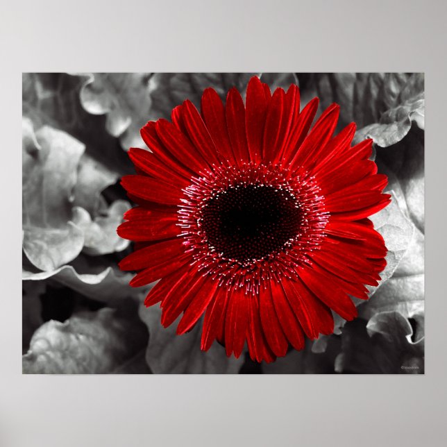 Póster vermelho (Frente)