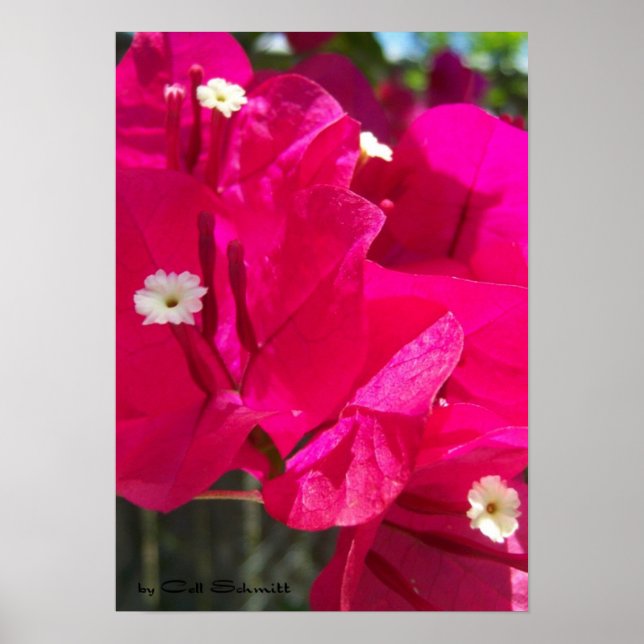 Póster Vermelho003 (Frente)