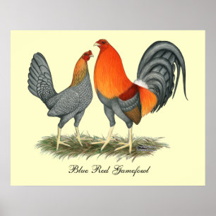Póster Vermelho azul Gamefowl