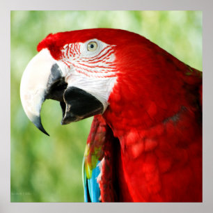 Póster Vermelho brilhante