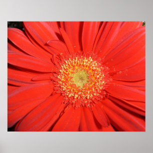 Poster vermelho da margarida do Gerbera