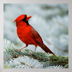 Póster Vermelho de aves