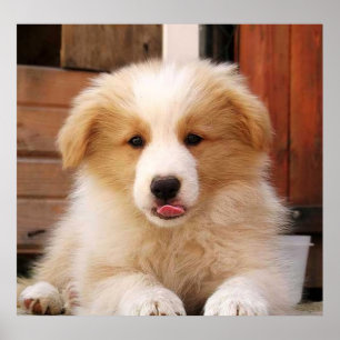 Póster Vermelho de border collie Puppy~Golden onça