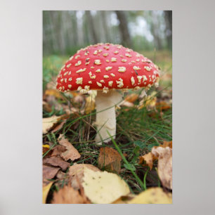 Poster vermelho do Agaric de mosca