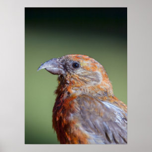 Poster vermelho do Crossbill