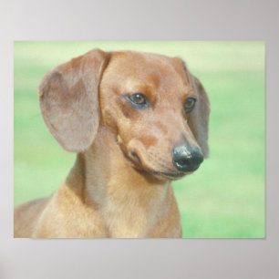 Poster vermelho do Dachshund