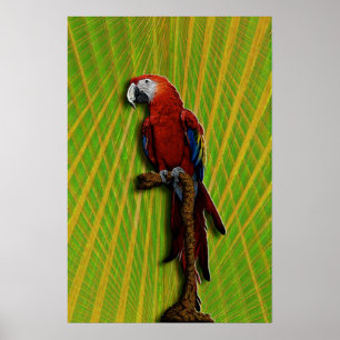Poster vermelho do papagaio