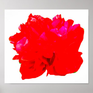 Póster Vermelho do pop de Camelia