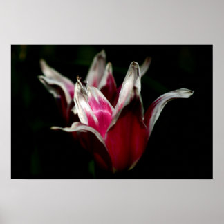 Póster Vermelho e Branco em Preto