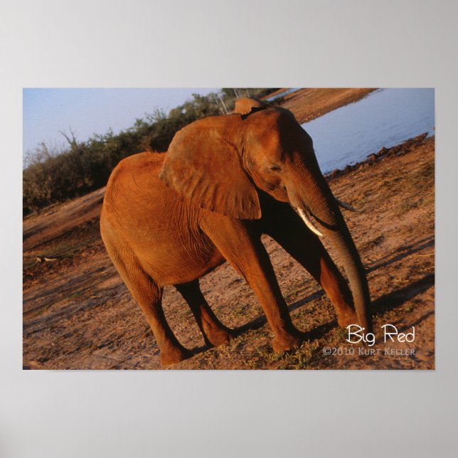 Poster Vermelho Grande (Frente)