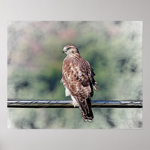 Póster vermelho imaturo falcão 20x16 atado