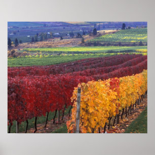 Poster Vermelho intenso e amarelo cores de outono em Gehr