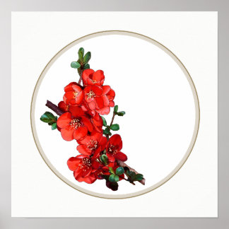 Poster Vermelho japonês Quince Blossom branco