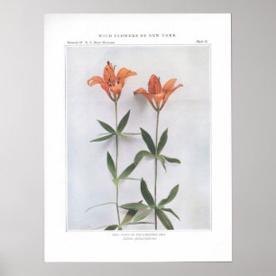Póster Vermelho, madeira, ou lírio de Philadelphfia