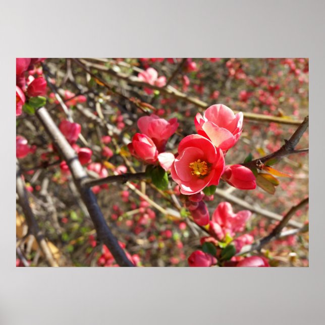 Póster vermelho na primavera (Frente)