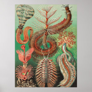 Poster Vermes, Anelídeos Chaetopoda por Ernst Haeckel