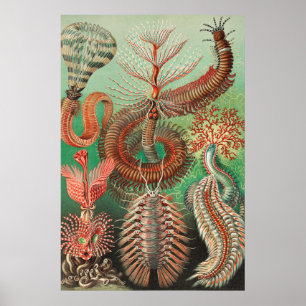 Poster Vermes, Annelids Chaetopoda por Ernst Haeckel