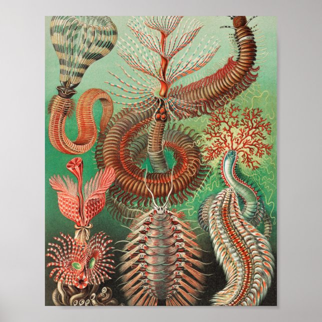 Poster Vermes, Annelids Chaetopoda por Ernst Haeckel (Frente)