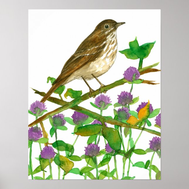Poster Vermont State Bird Hermit Thrush Clover (Frente)