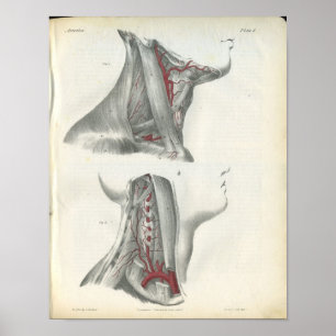 Poster Vertebral Arteries Neck Anatomy Print