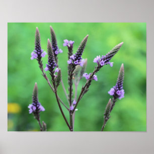 Poster Vervain Wildflower, púrpura doce