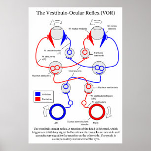 Póster Vestibulo Ocular Reflex VOR Olho Movimento Estabil