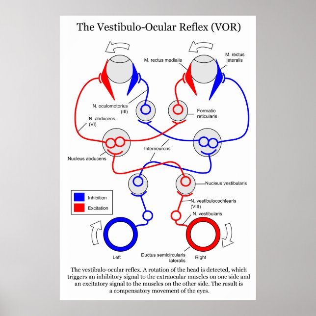 Póster Vestibulo Ocular Reflex VOR Olho Movimento Estabil (Frente)