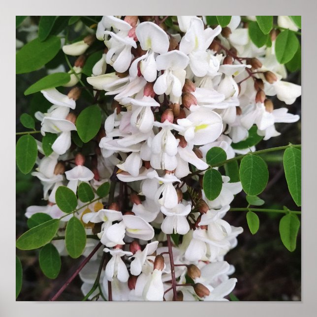 Poster Vestido das flores da acácia (Frente)