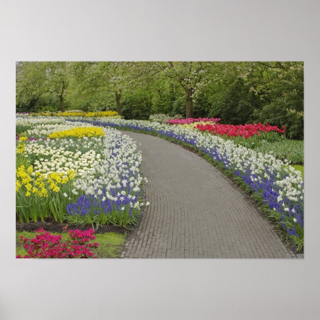 Póster Via de navegação através de tulipas e daffodils, 2 (Frente)