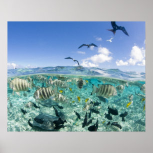 Póster Viagem de safári pela lagoa com arraias