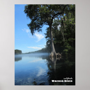 Poster Viagem   Flórida - Antiga Árvore Cypress, Rio Waci