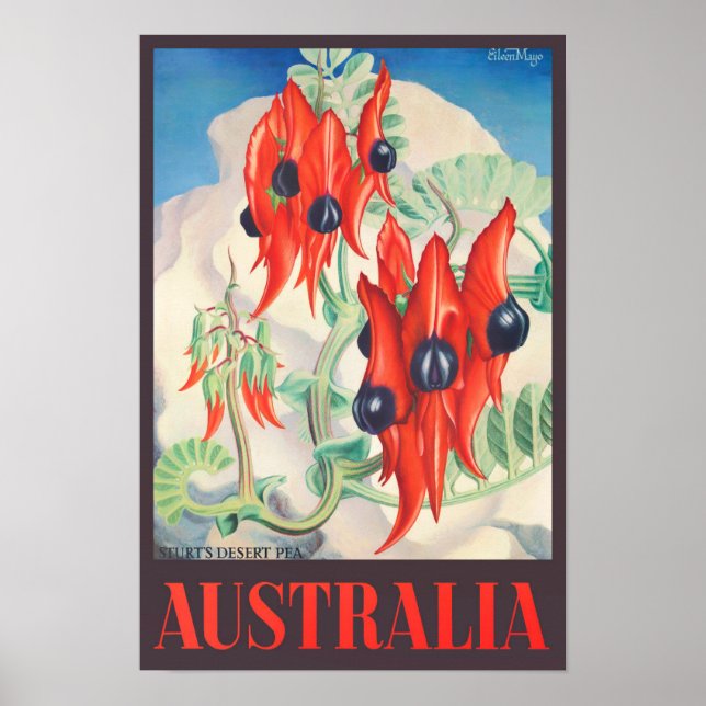 Poster Viagens vintage de Sturt Desert Pea Austrália (Frente)