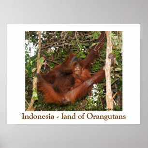 Poster Viajando a terra dos orangotango