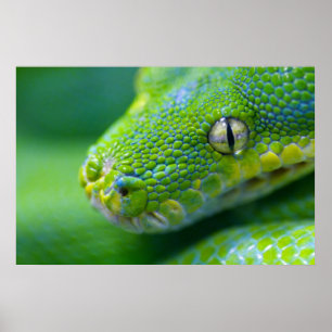 Póster Víbora verde