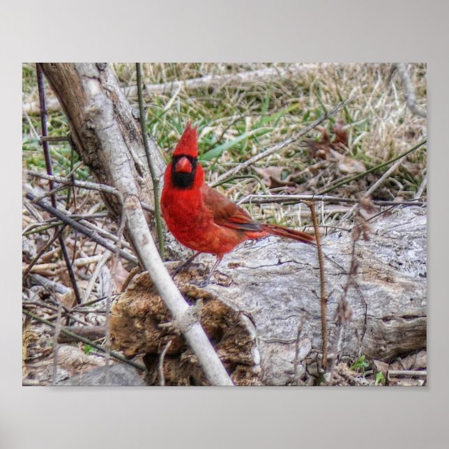 Poster Vibrant Cardinal (Frente)