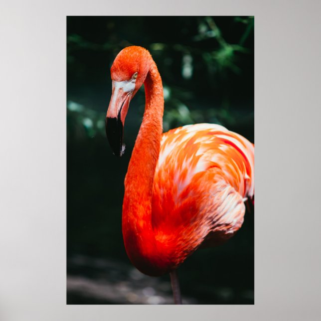 POSTER VIBRANT FLAMINGO - FOTOGRAFIA (Frente)