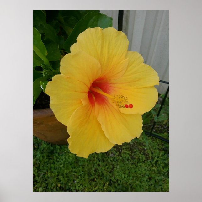 Poster Vibrant Yellow Hibiscus Bloom (Frente)