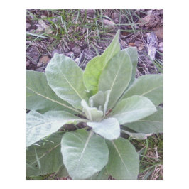 Póster Vibrante Planta Jovem no Jardim