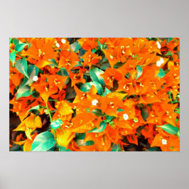 Poster Vibrantes Flores de Bougainvillea Laranja