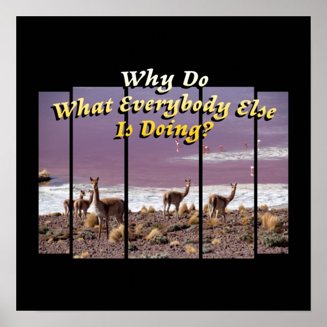 Poster Vicuña Guanaco Lover - Viagem Adventure Cote (Frente)