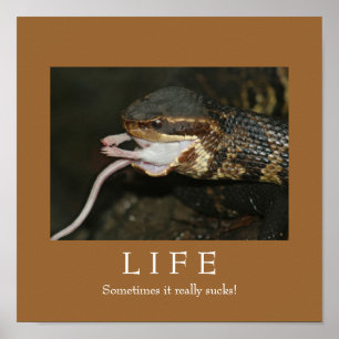 PÓSTER VIDA
