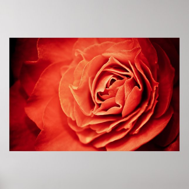 Poster vida cor-de-rosa (Frente)