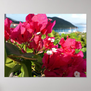 Póster Vida da Ilha Bougainvillea, rosa, Caribe
