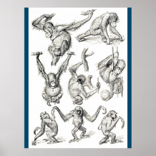 Poster Vida de um Jovem Orangutan