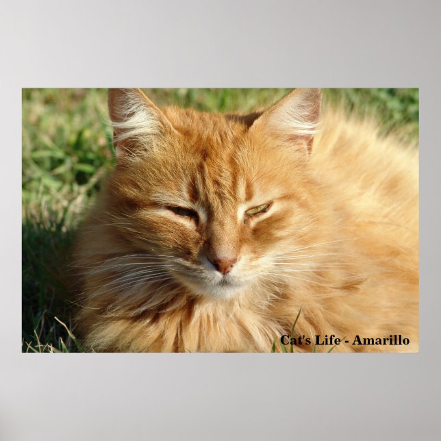 Póster Vida do gato - Amarillo Dormindo (Frente)