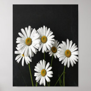 Poster Vida Elegante Botânica de Margaridas Brancas Radia