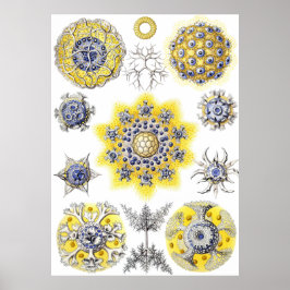 Poster Vida Macro Aquática ~ Haeckel ~ Amoba